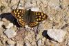 32171 – Photo : Picq Christophe – France (86)