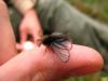 32025 – Photo : Yohan Morizet – France (64)
