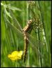 32121 – Photo : Benoit Guillon – France (49)