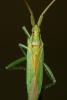 32548 – Photo : Vincent Lefebvre – France (91)