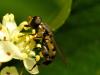32632 – Photo : Denys Liger – France (27)