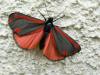 32459 – Photo : Denys Liger – France (27)