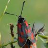 32970 – Photo : FATON Jean-Michel – France (26)