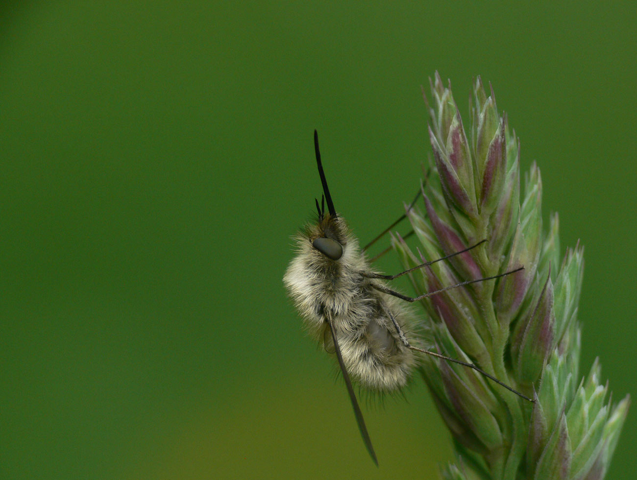 Adrien Chorein - Bombylius (Bombylius) trichurus - réf. 32217 (1300 x 980 pixels, 149 ko)
