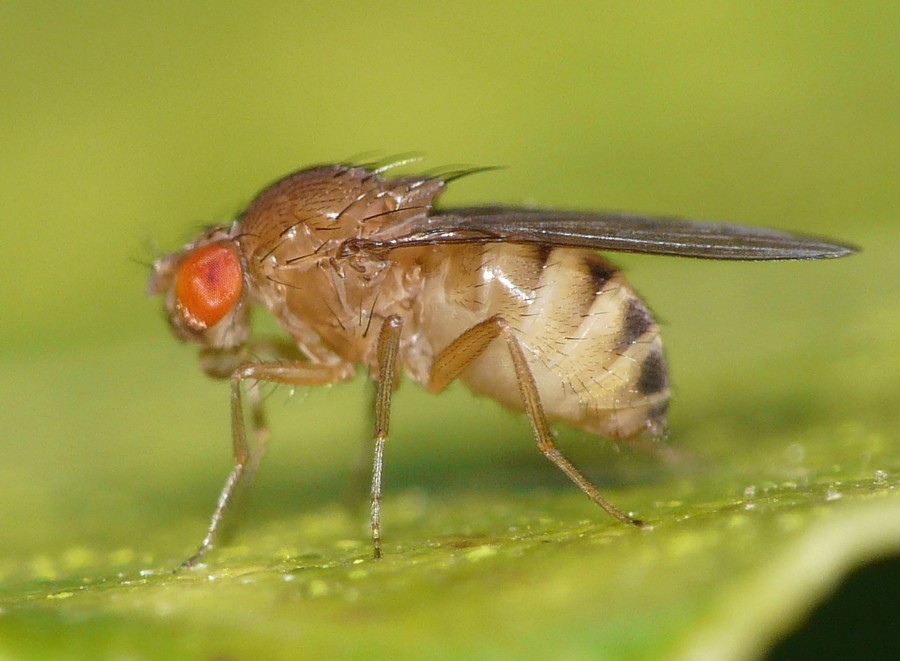 Jean Luc Kerveadou - Drosophila (Drosophila) histrio - réf. 32189 (900 x 661 pixels, 127 ko)