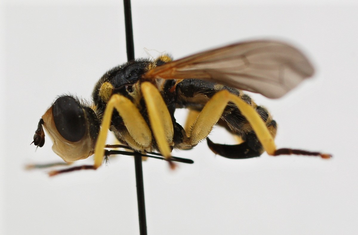 philippe Brunod - Dalmannia aculeata - réf. 32817 (1200 x 788 pixels, 135 ko)