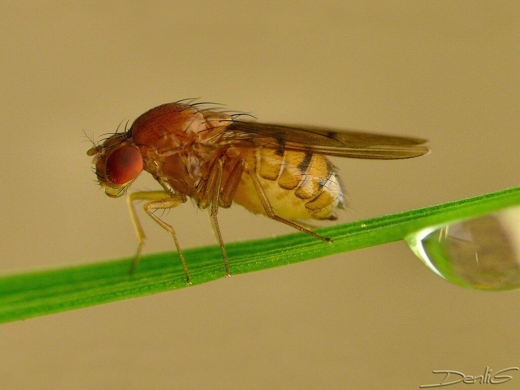 Denys Liger - Drosophila sp. - réf. 32312 (1024 x 768 pixels, 187 ko)