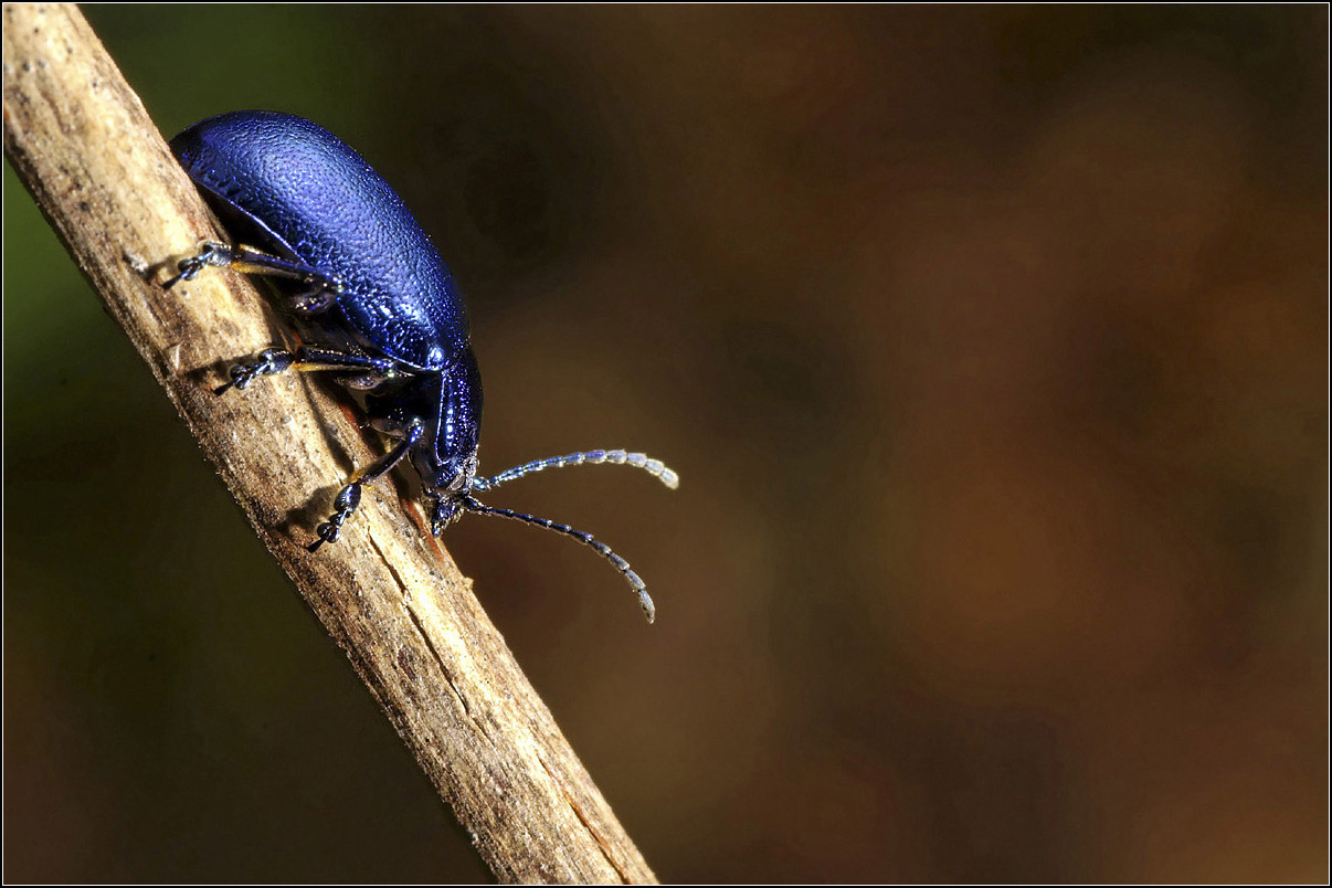 Daniel Pollen - Oreina sp. - réf. 32452 (1206 x 804 pixels, 212 ko)