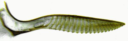 Dolerus nigratus
