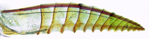 Priophorus grandis