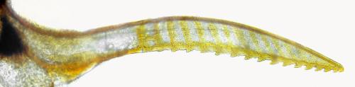 Platycampus luridiventris