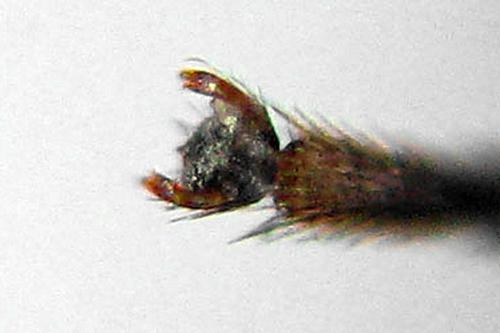 Réf. 320 709 : Heterarthrus microcephalus