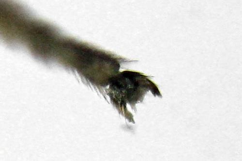 Heterarthrus microcephalus