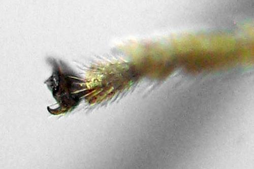 Fenusa ewaldi