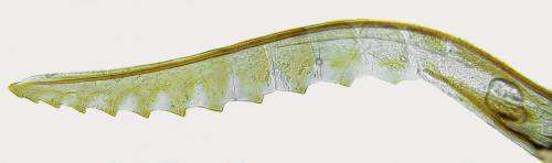Profenusa pygmaea