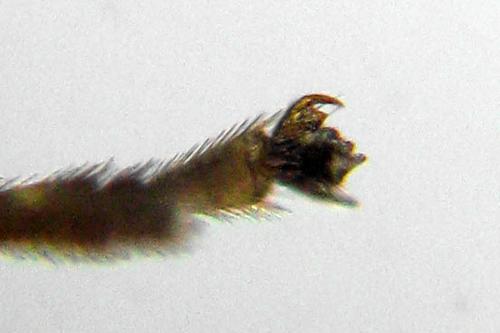 Metallus pumilus