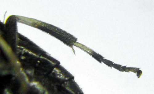 Caliroa annulipes