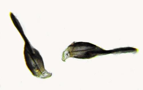 Caliroa annulipes