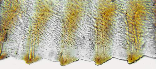 Dolerus nigratus
