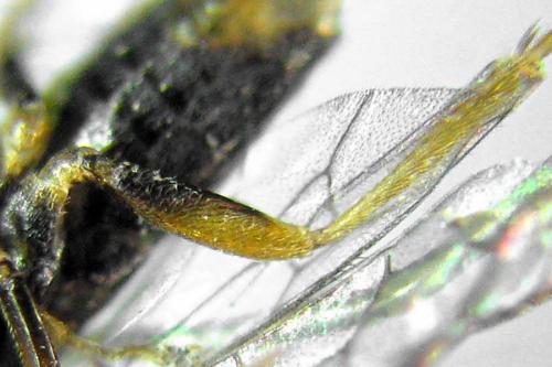 Euura saliciscinereae