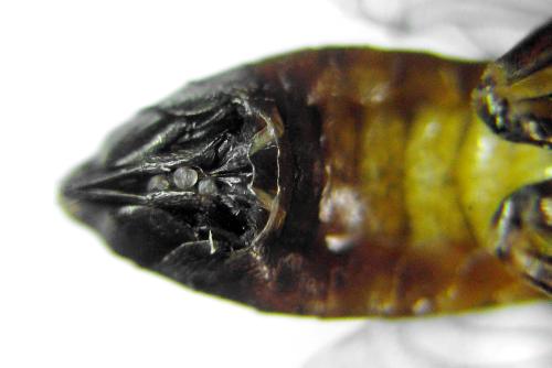 Réf. 320 256 : Tenthredopsis nassata