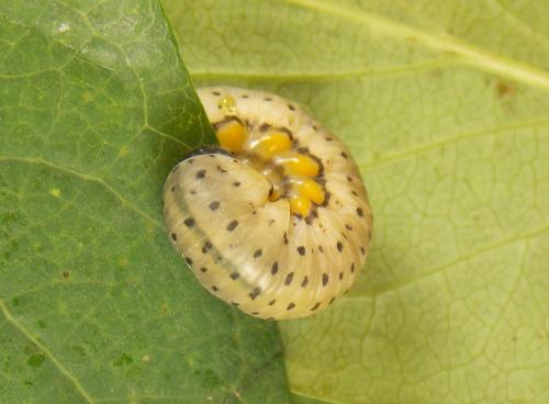 Réf. 320 359 : Abia fasciata