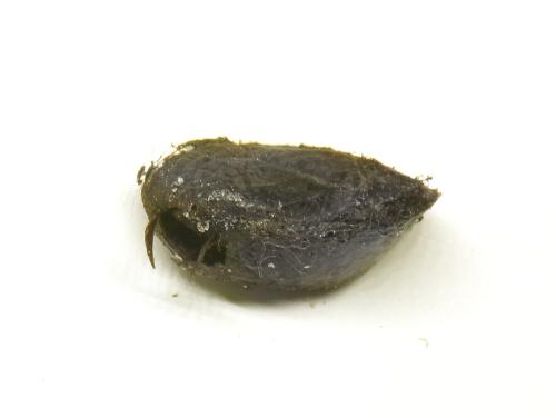 Abia fasciata
