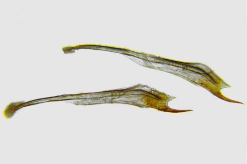 Réf. 320 476 : Priophorus grandis