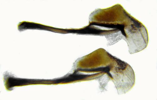 Sciapteryx costalis