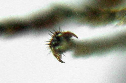 Profenusa pygmaea