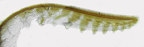 Metallus pumilus