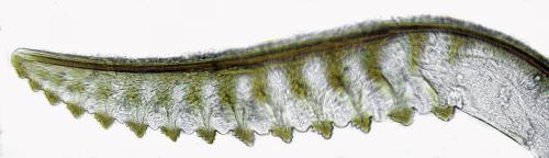 Caliroa annulipes