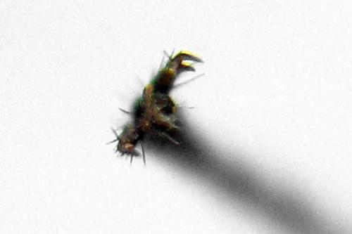 Réf. 320 896 : Euura saliciscinereae