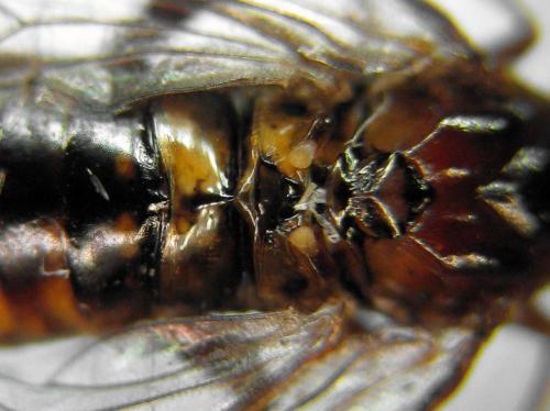 Réf. 320 257 : Tenthredopsis nassata