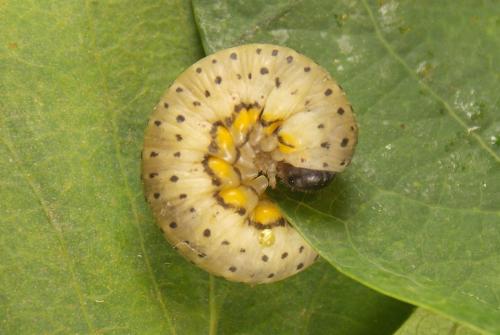 Abia fasciata
