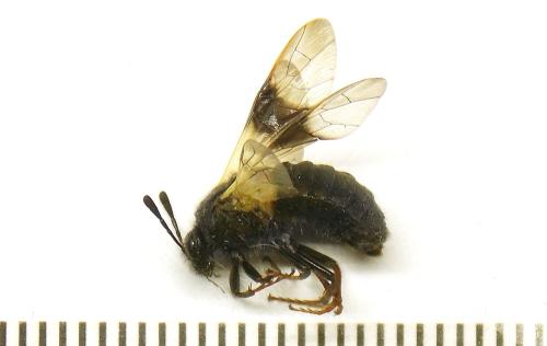 Abia fasciata