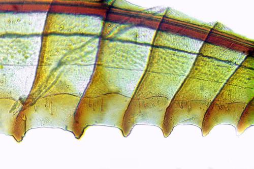 Priophorus grandis