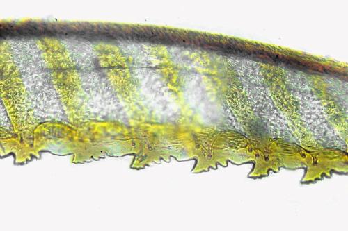 Platycampus luridiventris