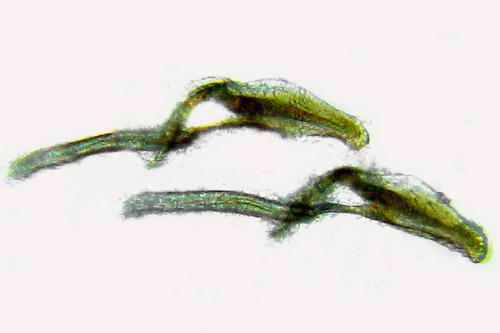 Heterarthrus microcephalus