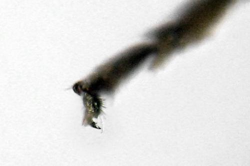 Heterarthrus microcephalus