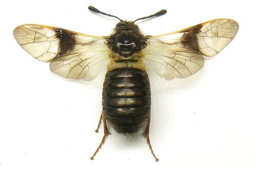 Abia fasciata