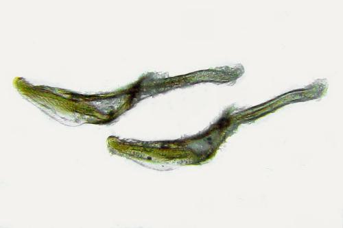 Heterarthrus microcephalus