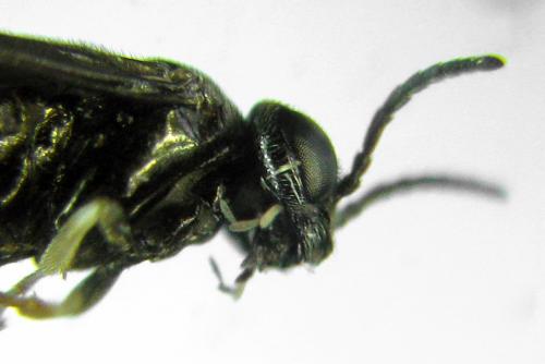 Réf. 320 789 : Profenusa pygmaea