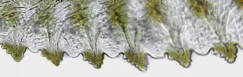 Caliroa annulipes