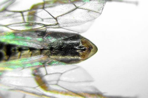 Euura saliciscinereae