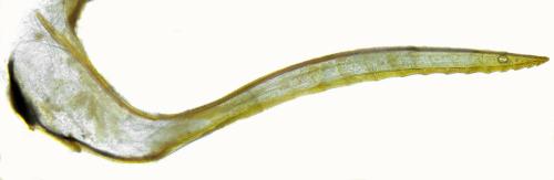 Tenthredopsis nassata