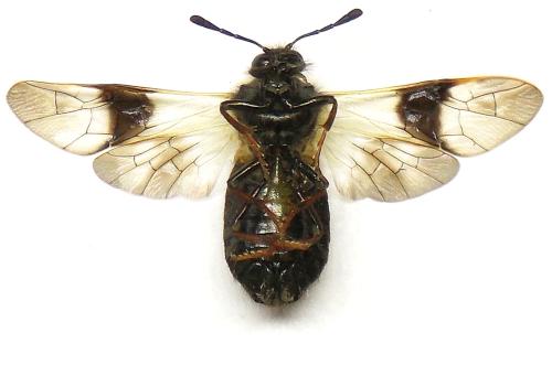 Abia fasciata