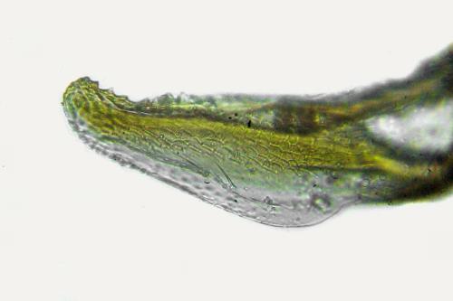Heterarthrus microcephalus