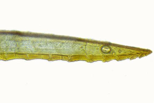 Tenthredopsis nassata