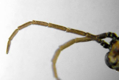Euura saliciscinereae